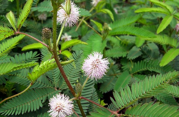 Mimosa pudica seed